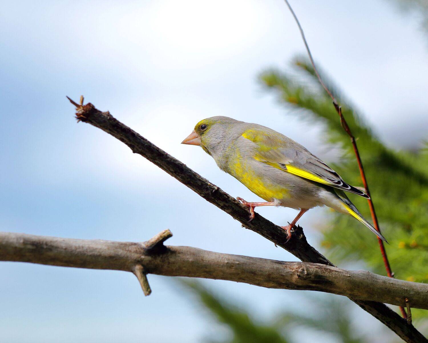 природа, птицы, зеленушка, весна, животный мир, певчие птицы, фотоохота, Титов Александр