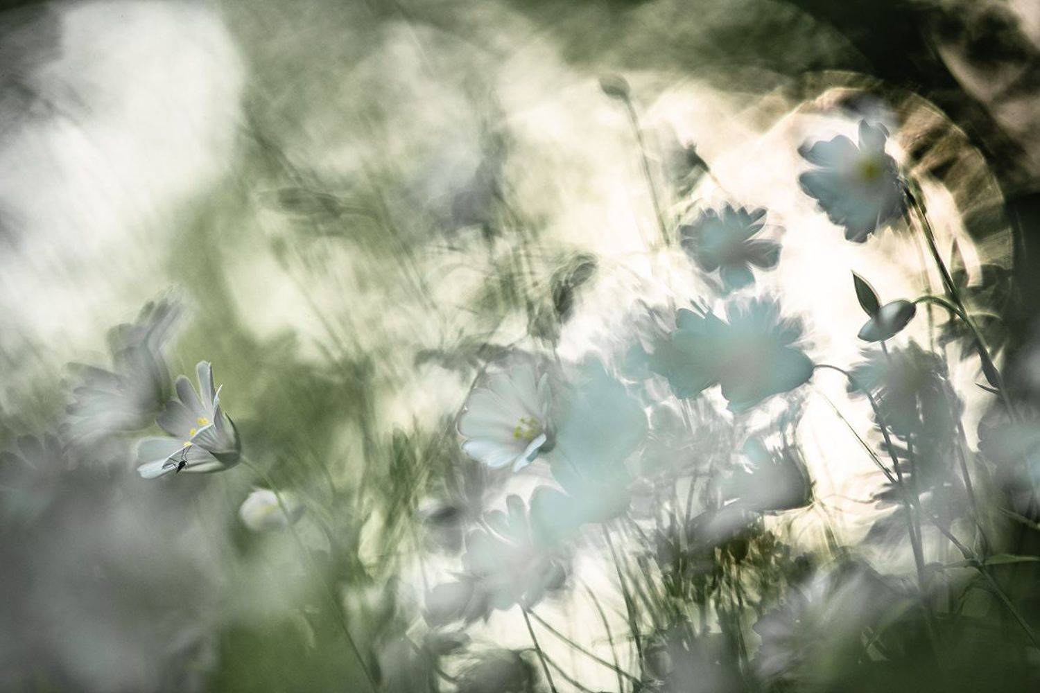 комарик, цветочки, май, весна, цвет, свет, позитив, воронеж, геннадий мещеряков, Мещеряков Геннадий