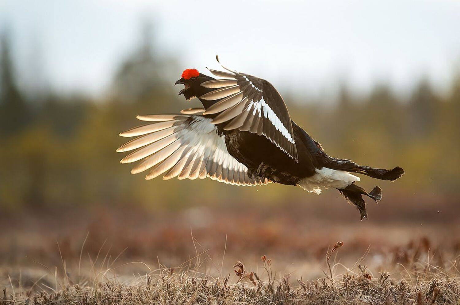 , Михаил Калинин