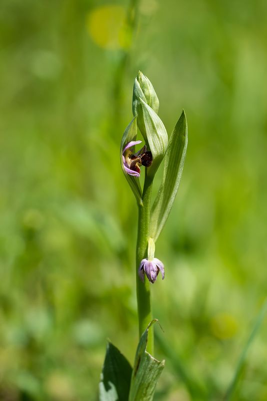 Офрис фото превью