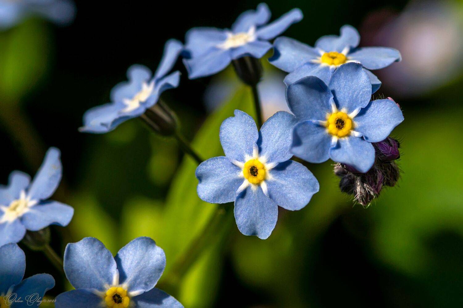 , Орлов Олег