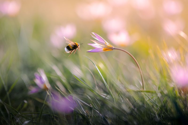 шмель, тюльпан, нектар, пыльца, полет На сладенькое фото превью