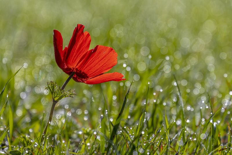 red anemone фото превью