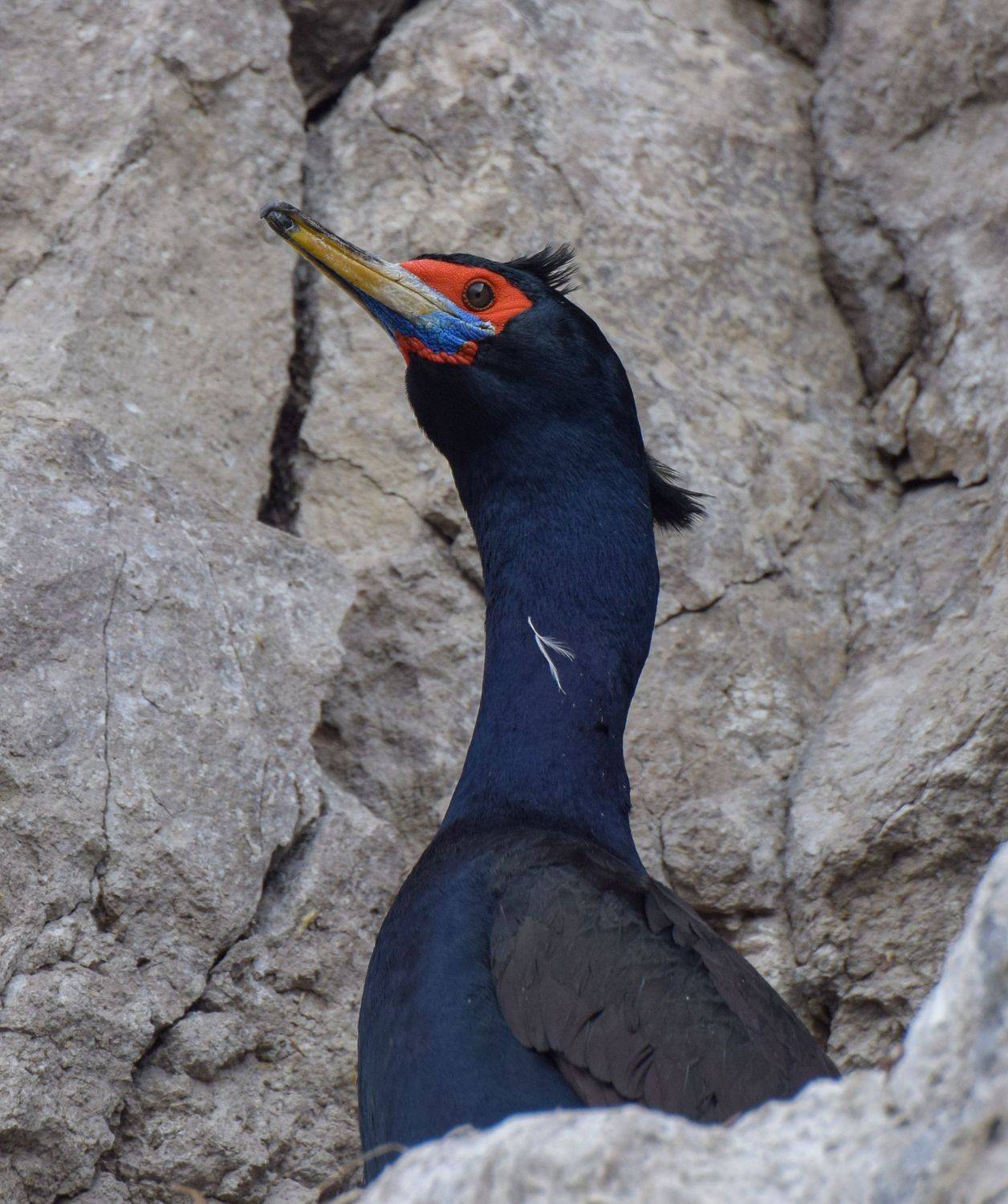 баклан камчатка птица природа, Наталья Королева