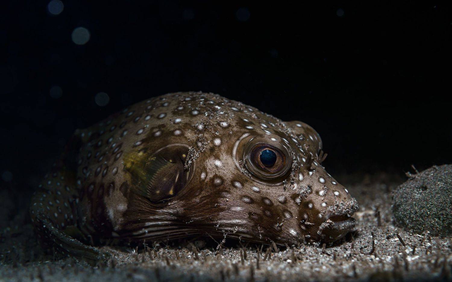 Подводная, фотография, иглобрюх, puffer, природа, макро, дайвинг, океан, рыбы, море, под водой, глубина, синева, вода, underwater, кораллы, риф, подводный, сноркелинг, фауна, underwater, wildlife, photography, ocean, sea, diving, Савин Андрей