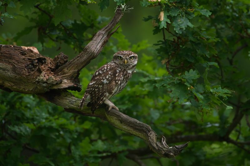 Little owl фото превью