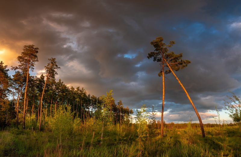 закат в сосновом бору фото превью