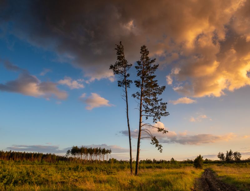 сосны на закате фото превью