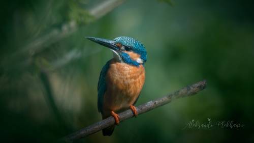Kingfisher