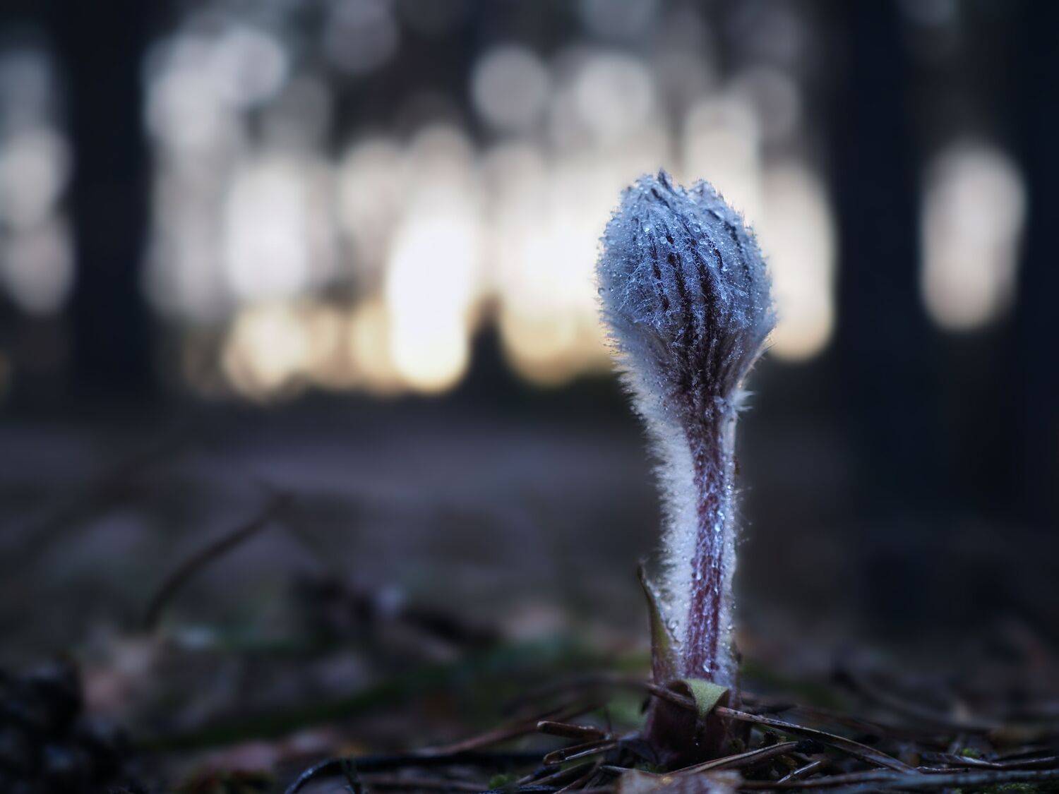 , Сергей Калёв