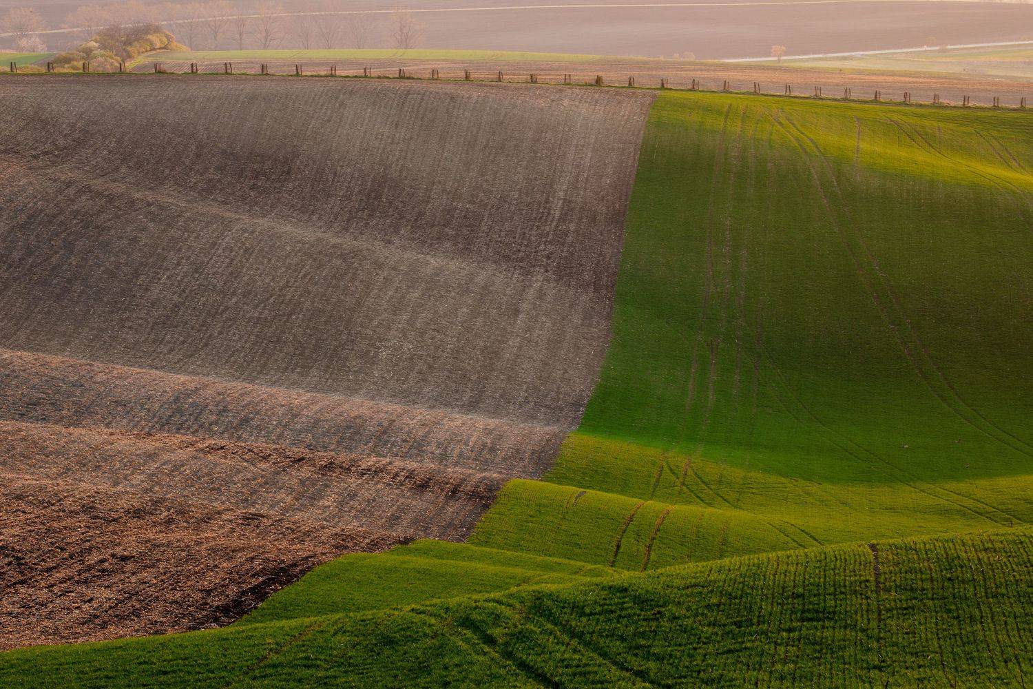 , Евгения Чех