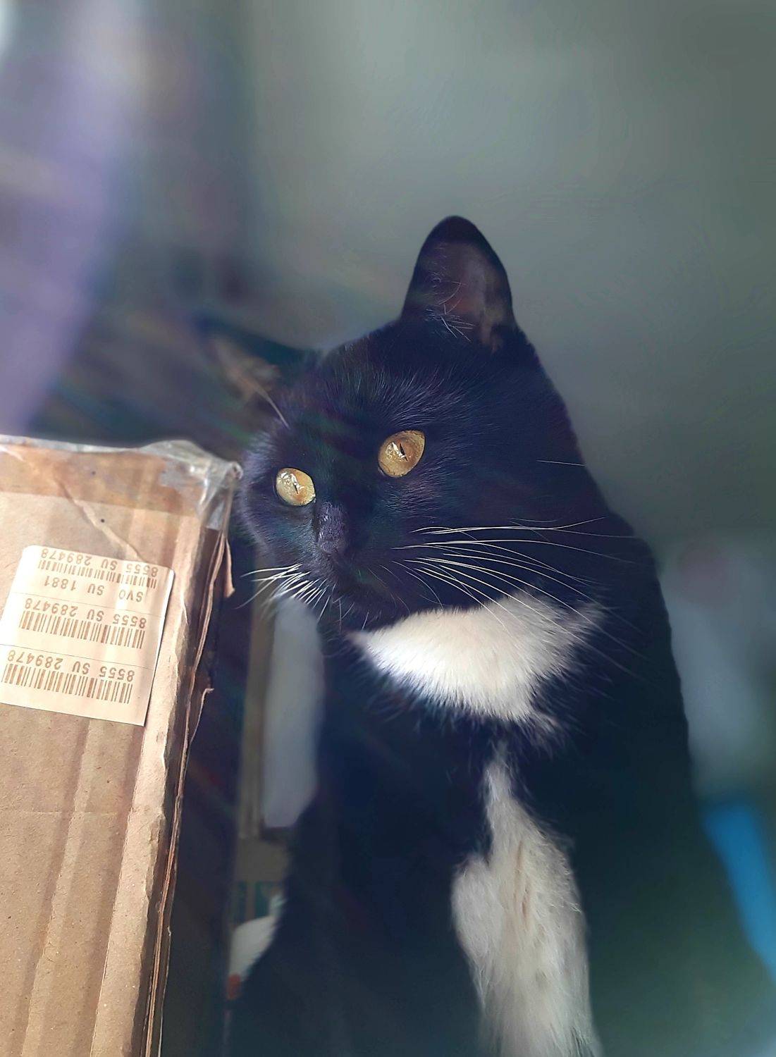 Кошка, Maria V. Gorskaya