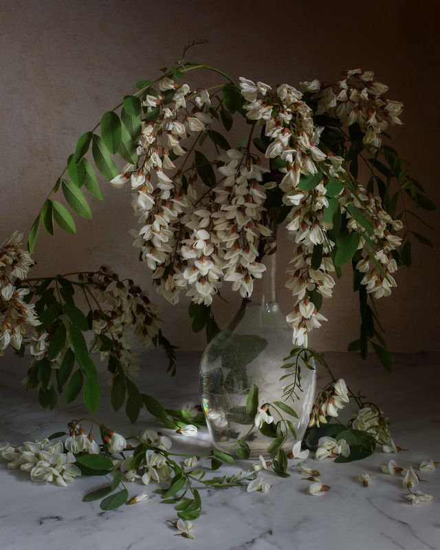 Белая акация фото превью