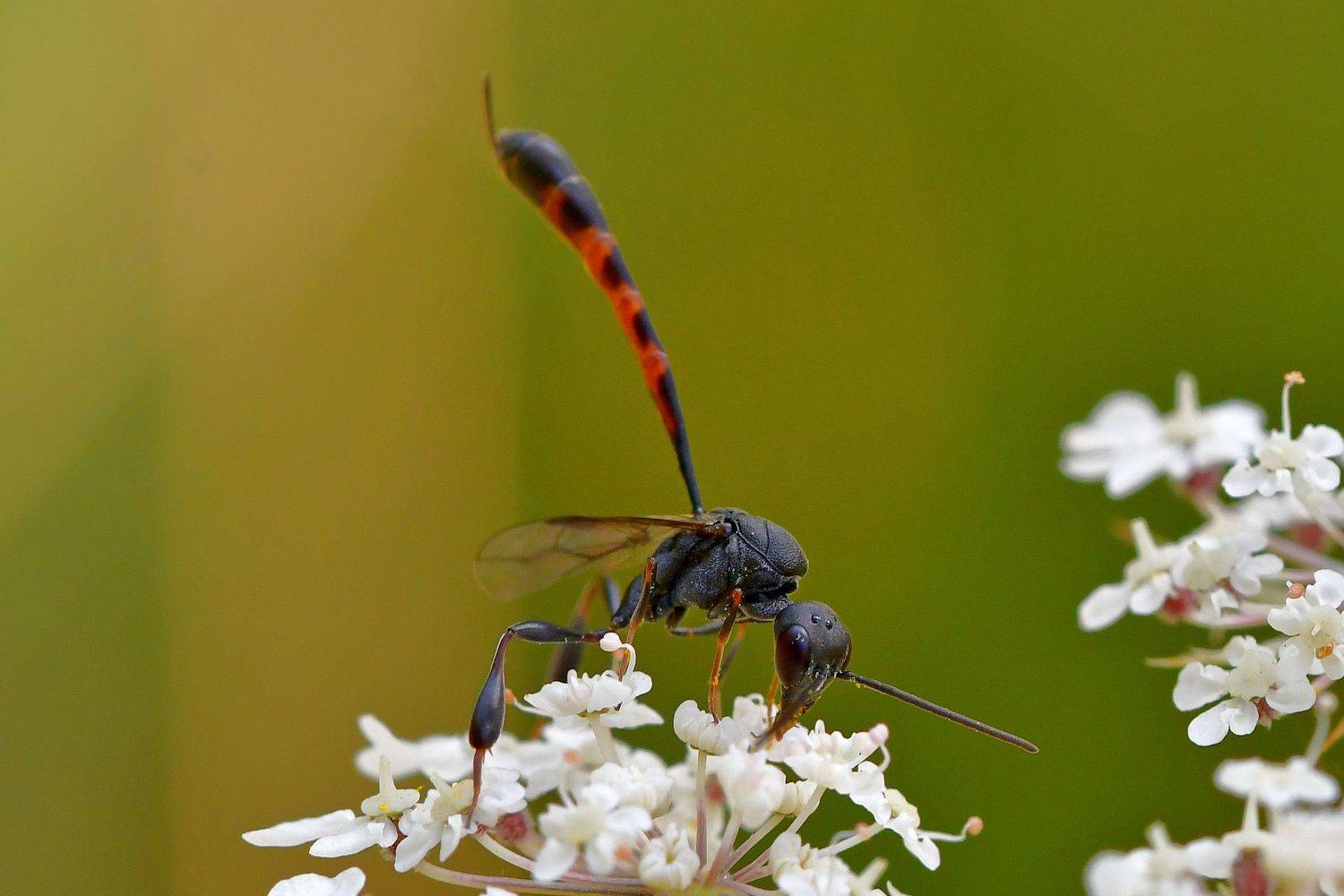 , Корнейчук Игорь