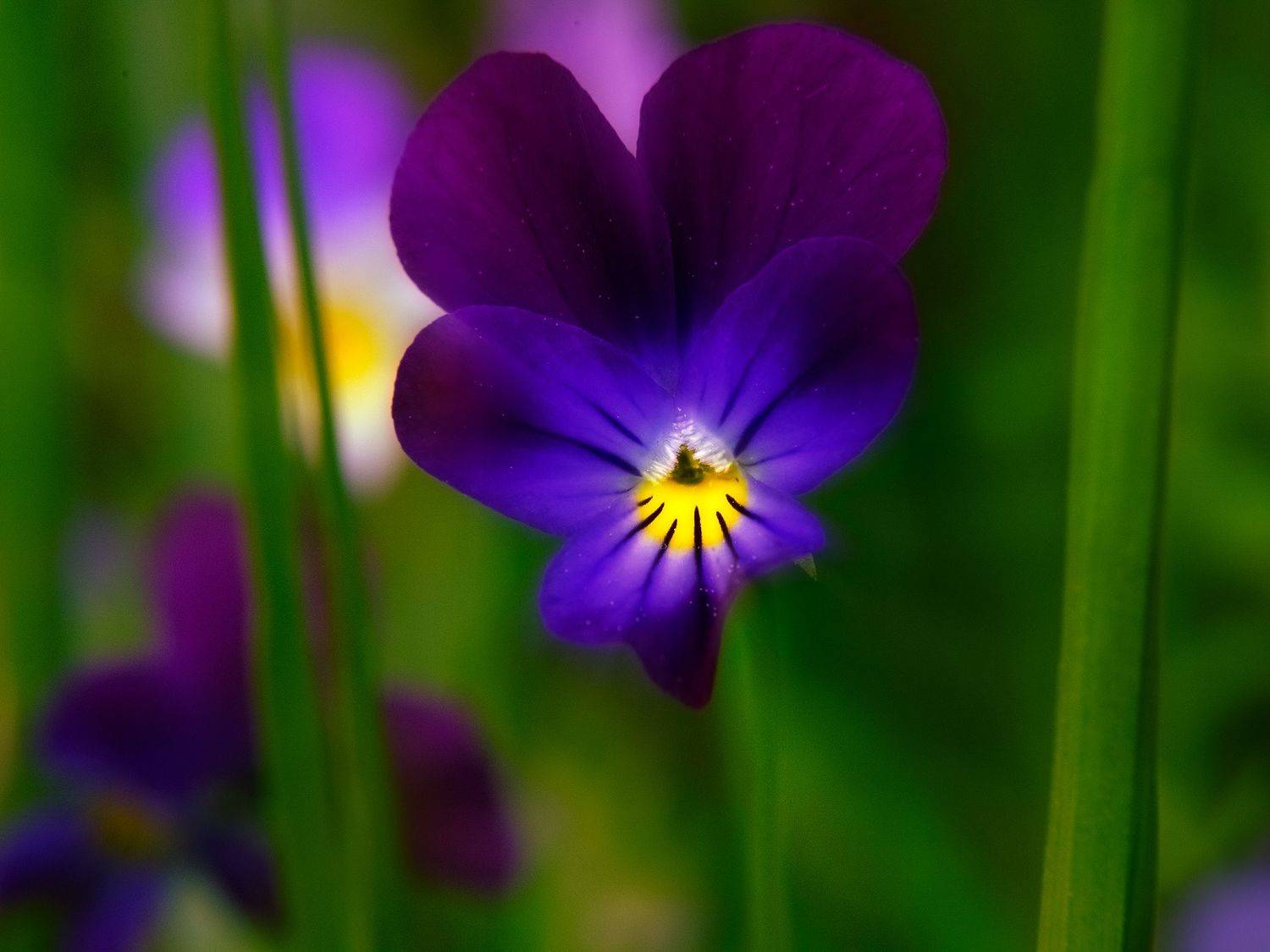 , Деян Косев