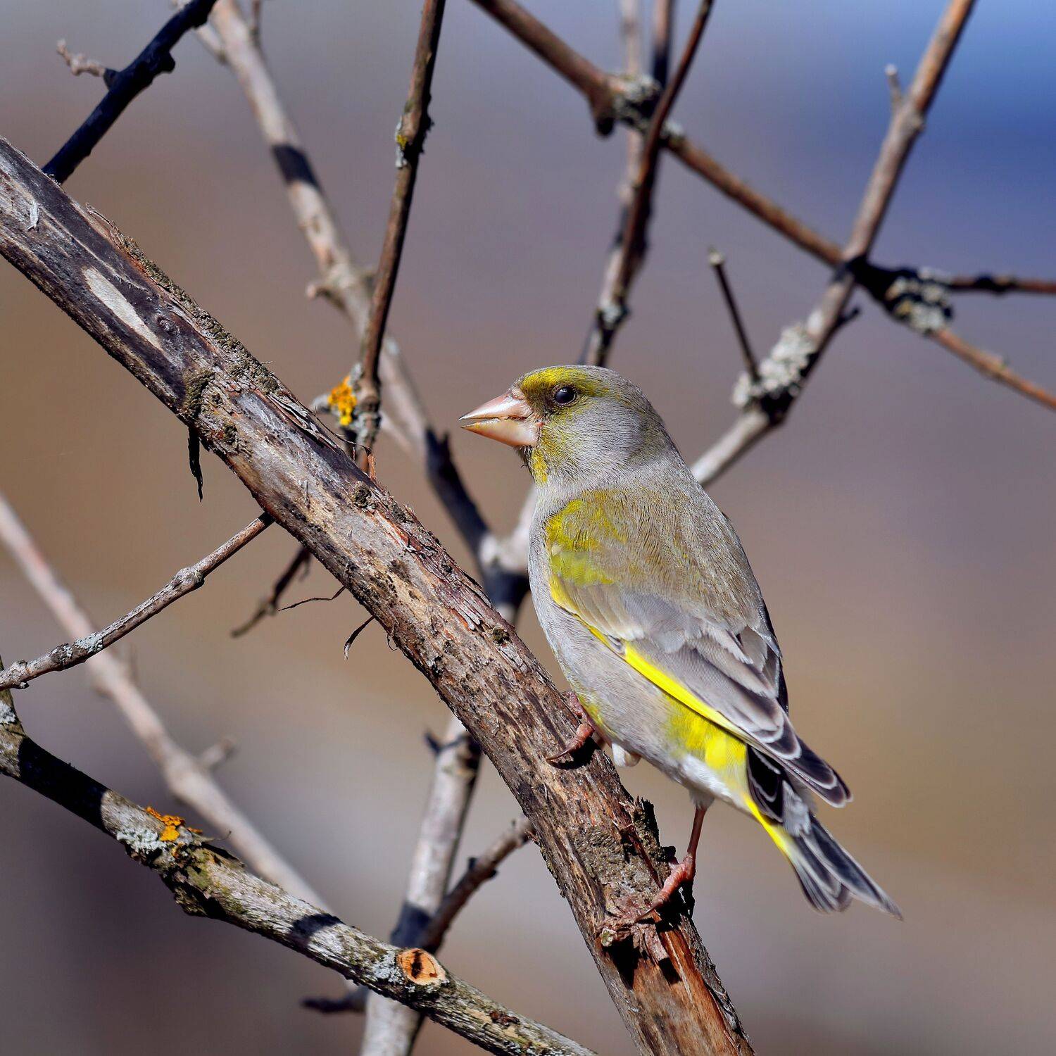 птицы, фотоохота, природа, зеленушка, лес, крупный план, певчие птицы, Титов Александр