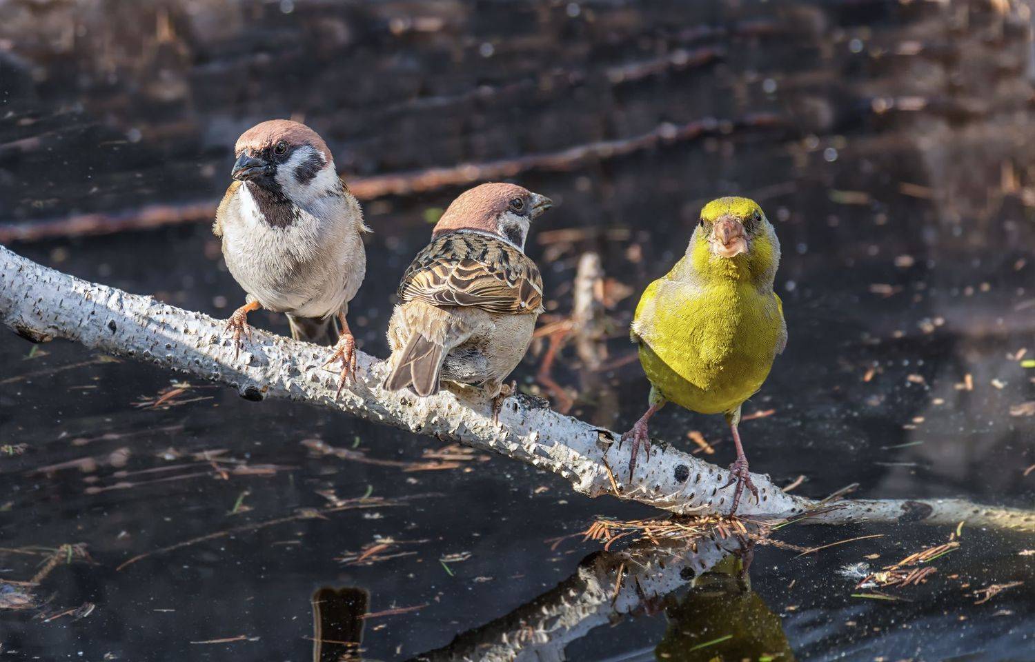 птицы, зеленушка, воробей, весна, солнышко, вода,, Марина Мочалова