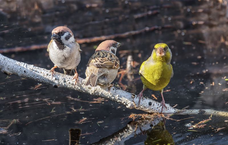 птицы, зеленушка, воробей, весна, солнышко, вода, Весёлые ребята.. фото превью