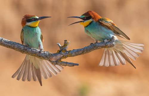 Серьёзный разговор