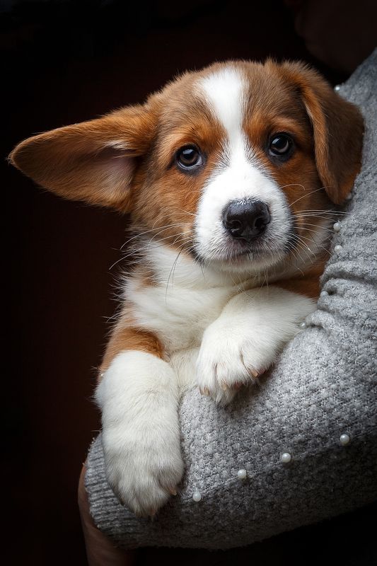 Щенок, кардиган, корги, вельш корги кардиган, собака, собаки, щенки, животные, animals, pets, corgi Ушастый фото превью