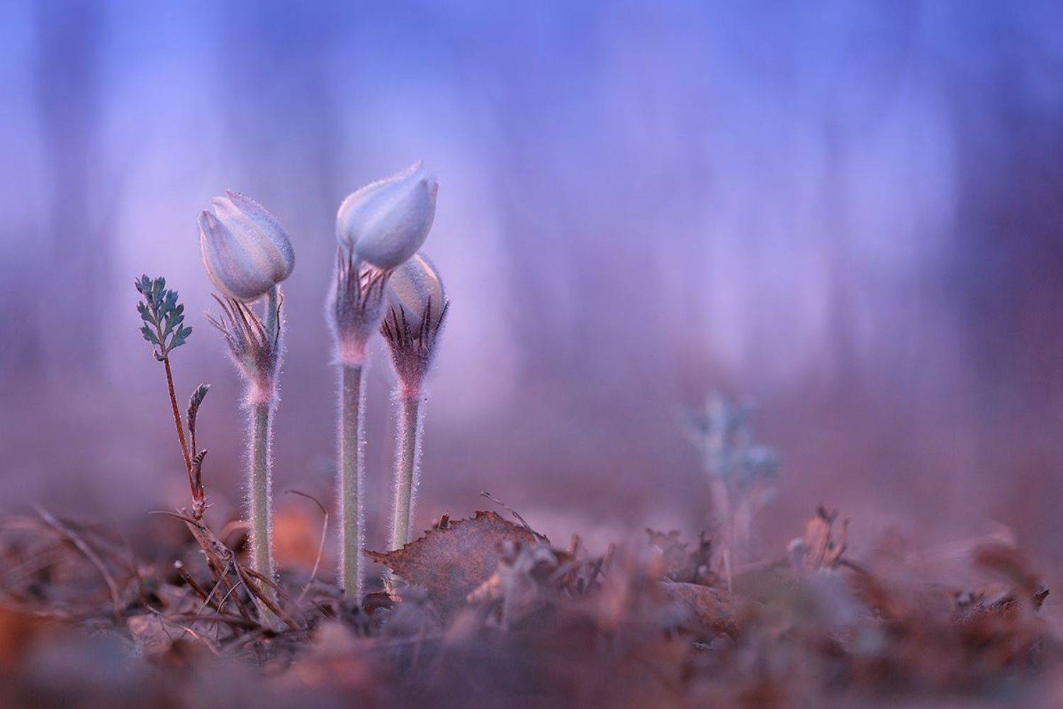 природа, цветы, весна, нежность, сон-трава, подснежник, прострел, лес, Sokolova Tatiana