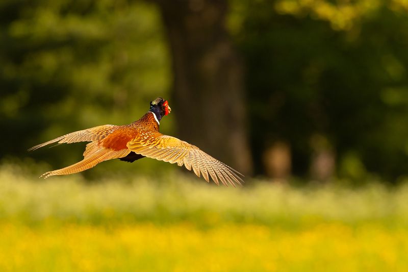 Pheasant фото превью