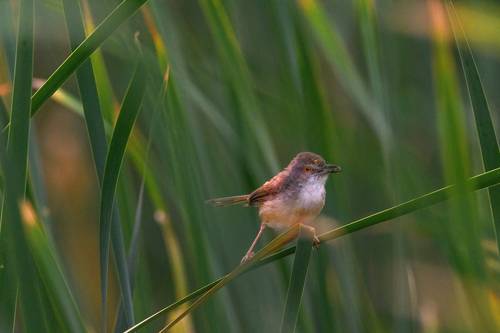 Songbird
