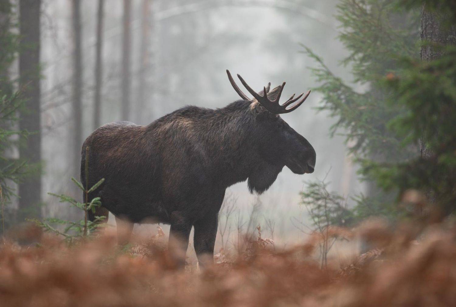 лось, туман, лес, Владимир Пакалевич