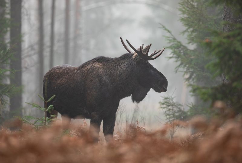 лось, туман, лес В туманном лесу фото превью