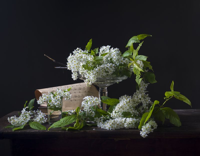 Белая черемуха. фото превью