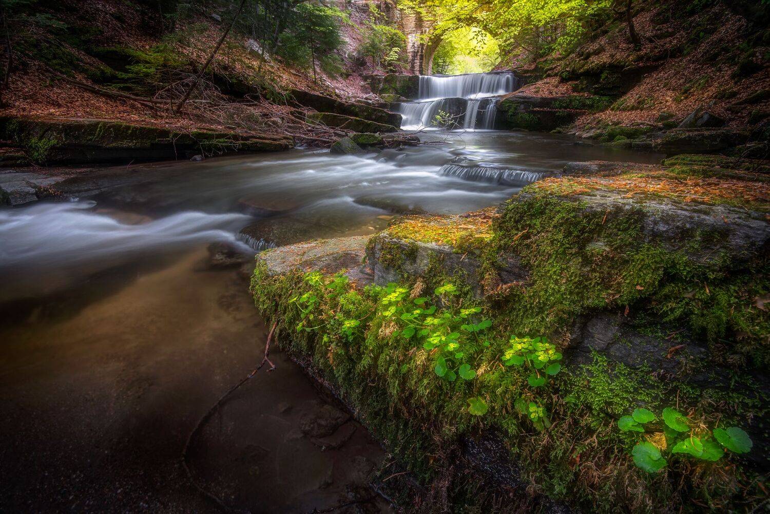 , Mariyana Atanasova - Lucero