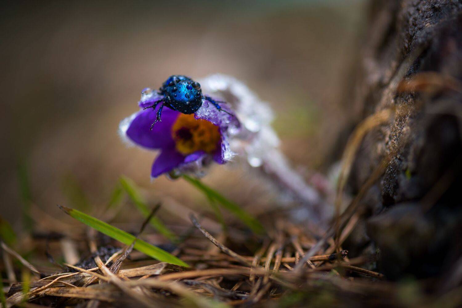 , Mariyana Atanasova - Lucero