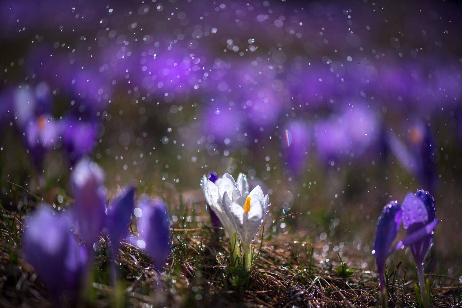 , Mariyana Atanasova - Lucero