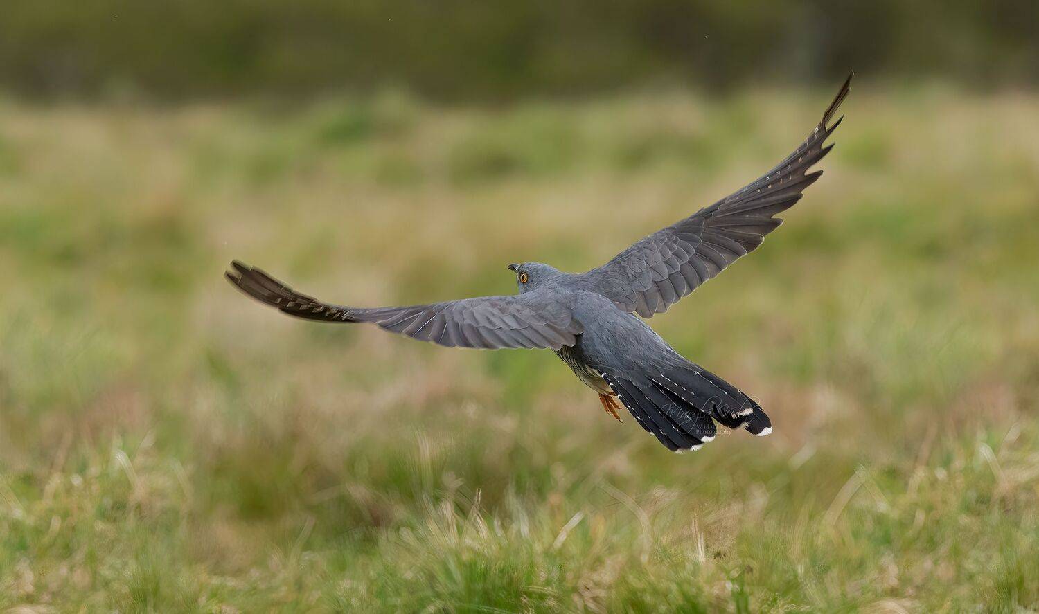 Cuckoo, Birds, Action, Nature, Wildlife, Canon, MARIA KULA