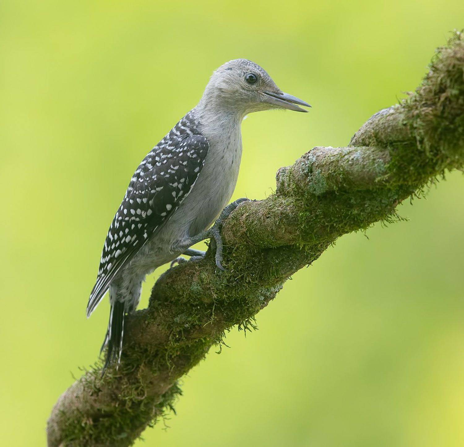 дятел, каролинский меланерпес, red-bellied woodpecker, woodpecker, Etkind Elizabeth