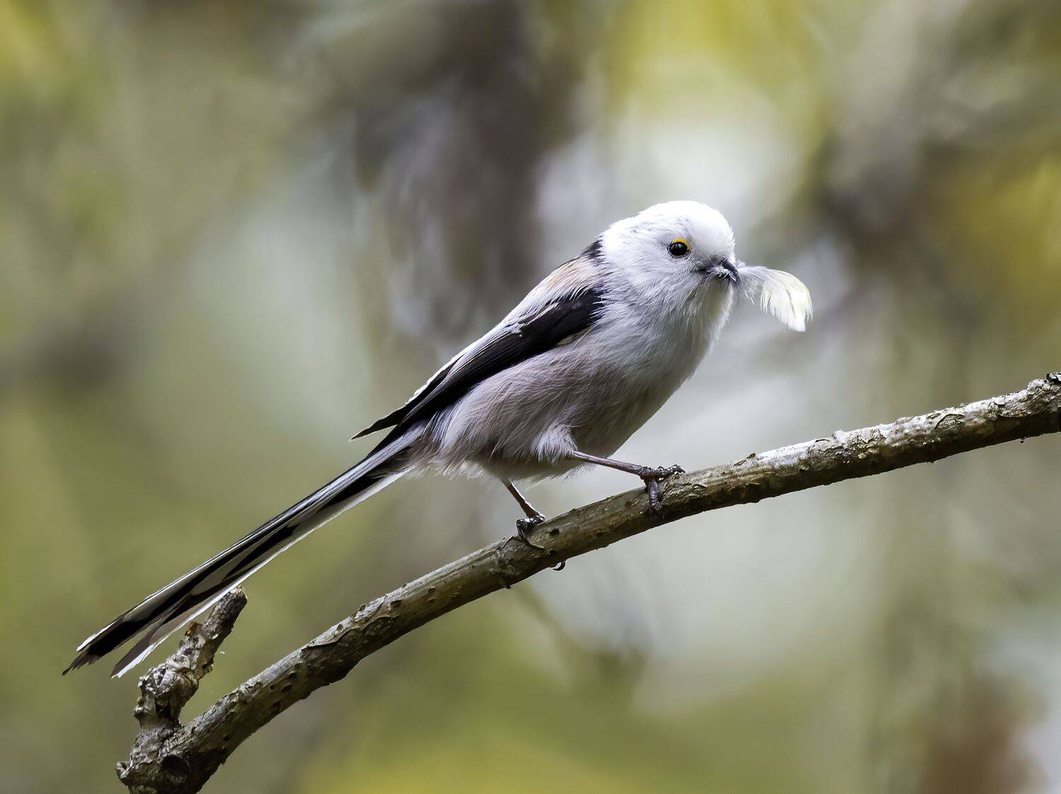 птицы, ополовник, фотоохота, фотоприроды, природа, birdwatching, nirds, Михаил Ездаков