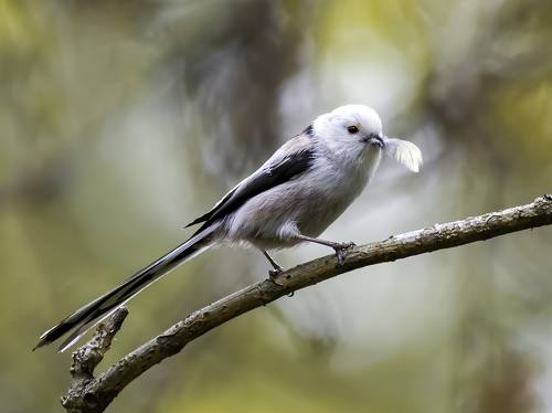 Ополовник с пёрышком 