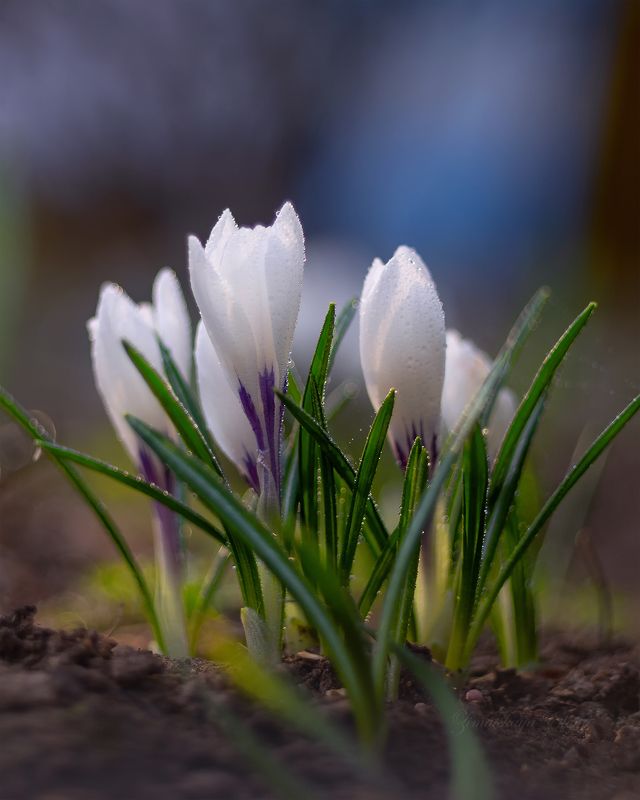 ***крокусы фото превью