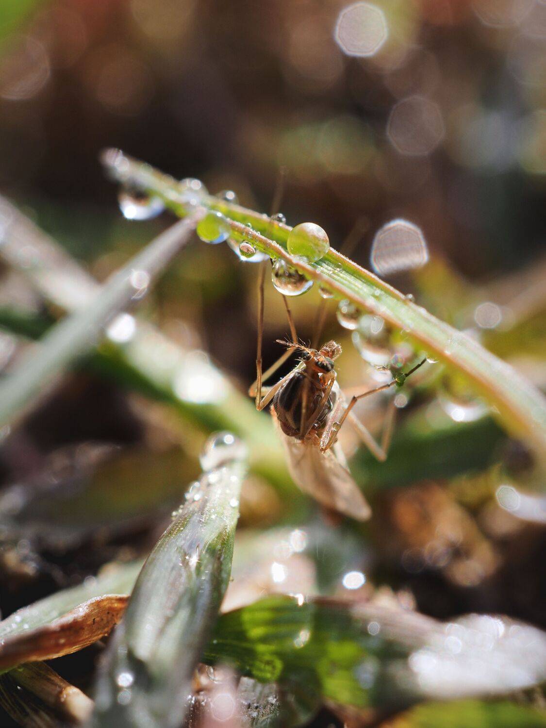 , Сергей Калёв