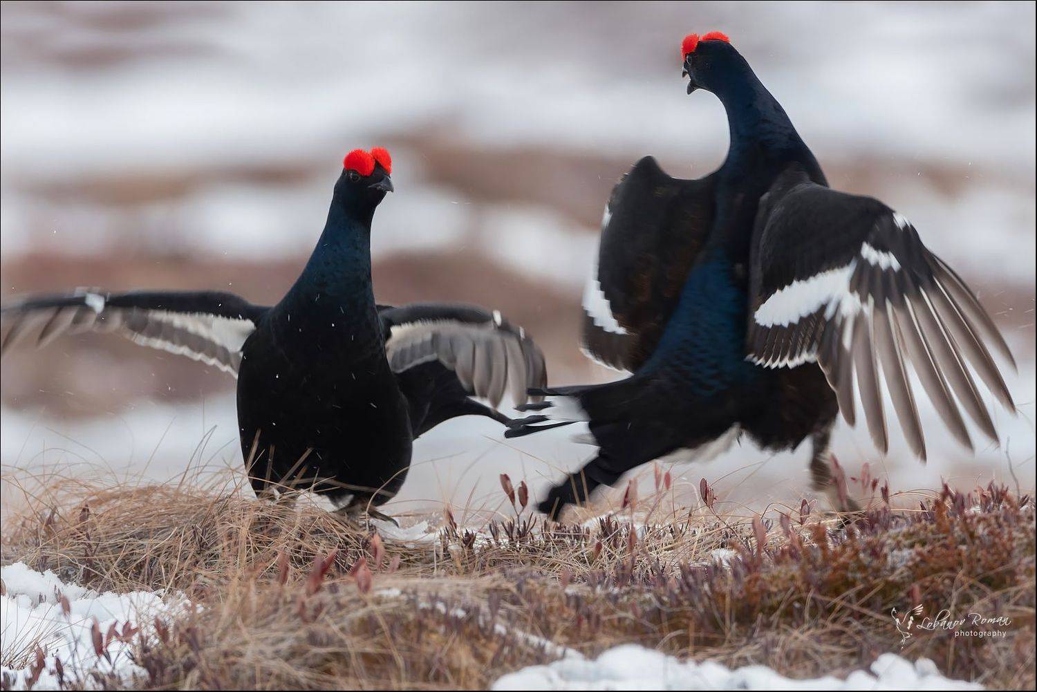 #фондгрантовглавы, #грантыглавыкарелия, #фотоохота, #водлозеро, #водлозерский_парк, #оопт, лобанов, тетерев, Лобанов Роман