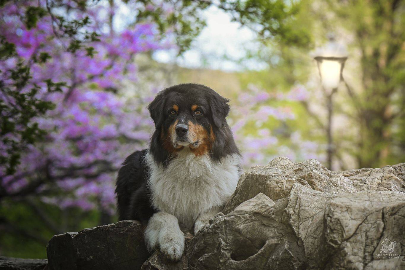 , Андрей Ершов