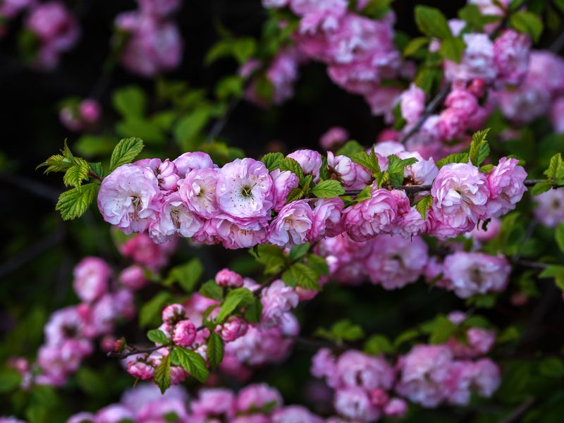 Японская слива фото превью