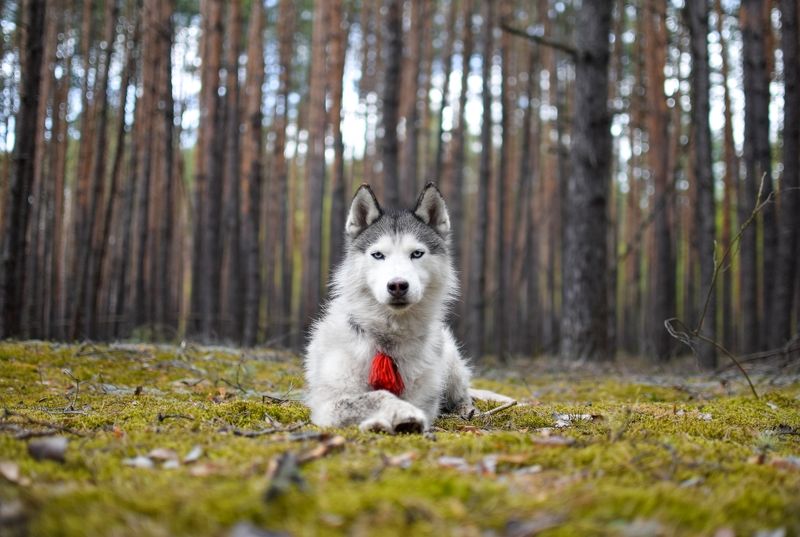 собака  фото превью