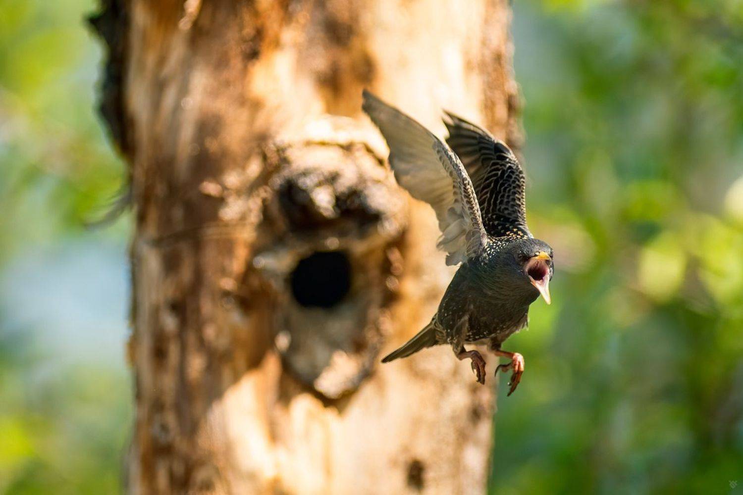 скворец , szpak, starling, wildlife, Wojciech Grzanka