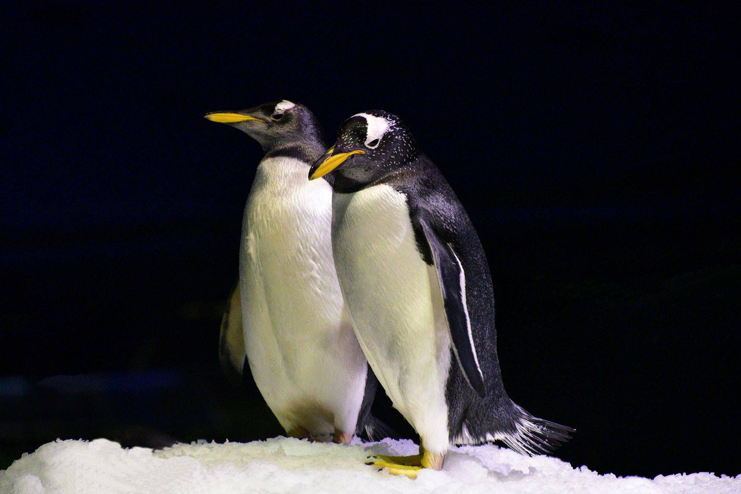 , Корнейчук Игорь