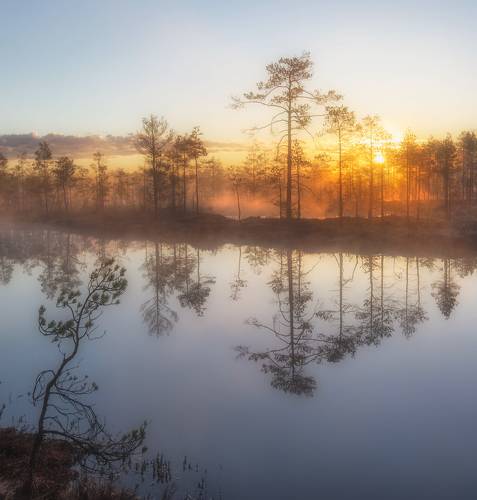 Золотой свет