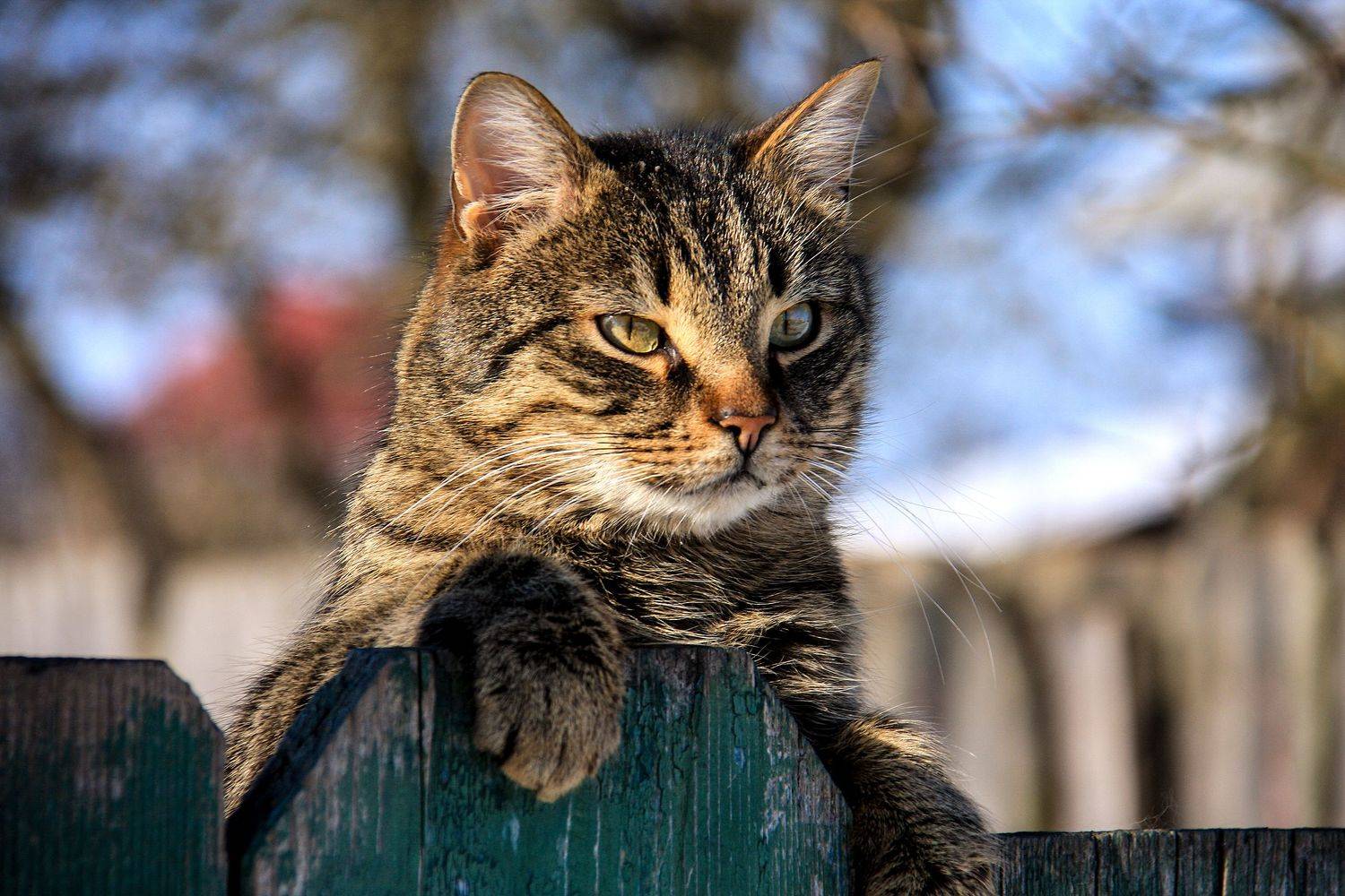 весна,кот, Денисов Игорь