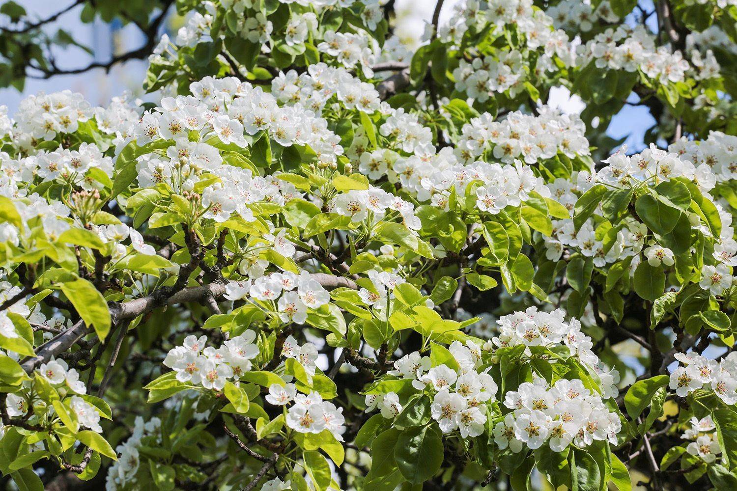 цветение, весна, яблоня, Бекетова Ольга