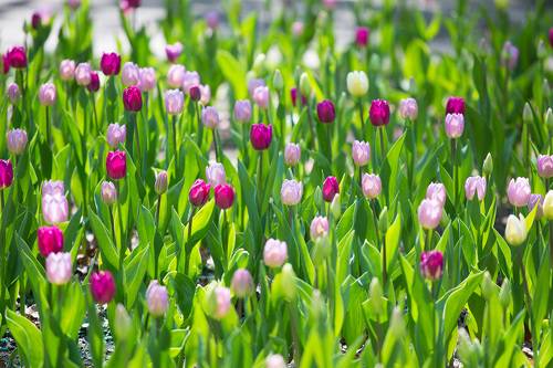 Тюльпаны в парке