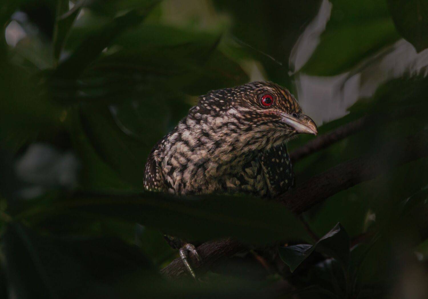 duck,moorhen,bird,birds,nikon,wild,water,reflection,shadows,lake,pond,flowers,swan,colors,nikon,beauty,nature,animals,eyes,eagle,khoel, G N RAJA